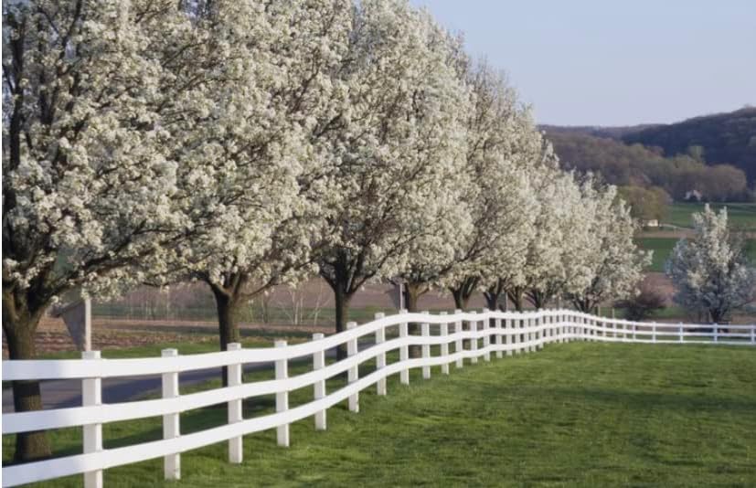 White Dogwood Tree Live Plant 3-4 Ft Tall – Cornus Florida – Huge 4 Inch White Blooms – Outdoor Ornamental Flowering Tree for Yard, Landscaping & Garden – Hardy Deciduous Dogwood - Image 6