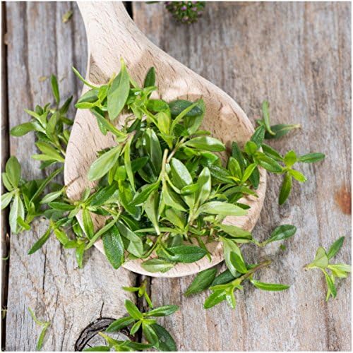 Seed Needs Winter Savory Seeds to Plant Heirloom Non-GMO Herbs 1 Pack - Image 2