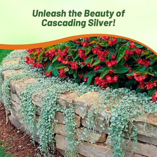 Outsidepride Perennial Dichondra Silver Falls Seed - 15 Pcs Heat & Drought-Tolerant, Low-Maintenance Ground Cover Seeds for Planting, Ideal for Container Plant, Erosion Control, & Silver Foliage - Image 6