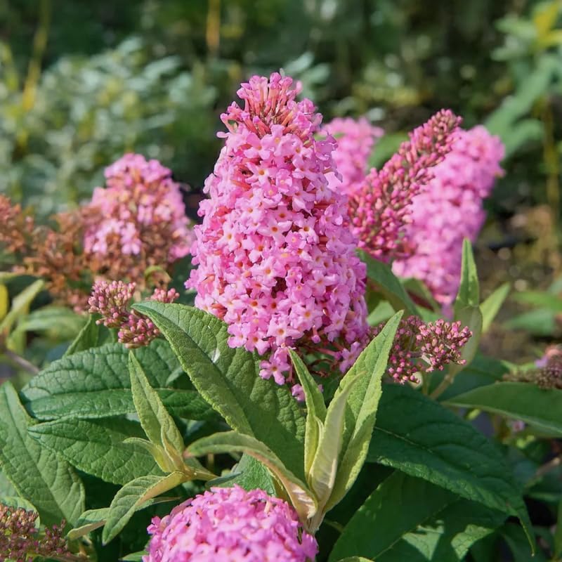 Pink Butterfly Bush Live Plant, 5-10 Inch Tall - Image 6