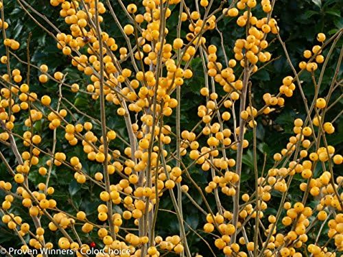 Proven Winners - Ilex verticillata Berry Heavy Gold (Winterberry) Shrub, gold berries, #2 - Size Container - Image 4
