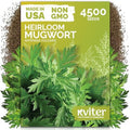 4,500 Mugwort Heirloom Herb Seeds for Planting, Artemisia Vulgaris by KVITER
