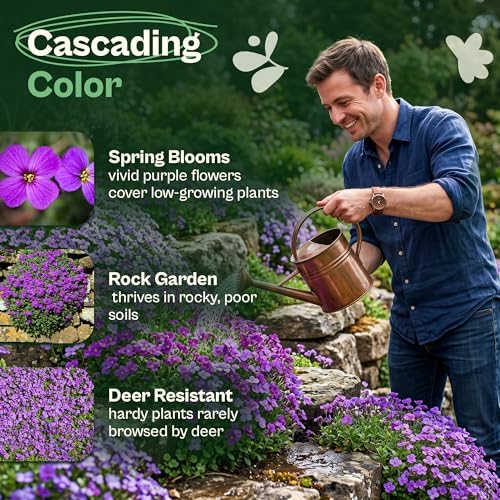 SVI 2500 Purple RockCress Seeds (Aubrieta deltoidea) – Purple Rock Cress Seed Packets – Ground Cover Garden Flowers Perennial Flower Seeds for Rock Gardens, Walls & Outdoor Flower Garden - Image 3