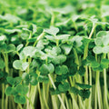 Park Seed Calabrese Broccoli Seeds, Pack of 200 Seeds – Organic Italian Heirloom, 8-12 Days for Microgreens, 60-90 Days for Full Size, Ideal for Soil or Hydroponic Growing by ParkSeed