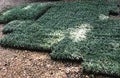 Dwarf Mondo Grass - 54 Live Plants - Shade Loving Evergreen Ground Cover by GARDENS+OY+VEY
