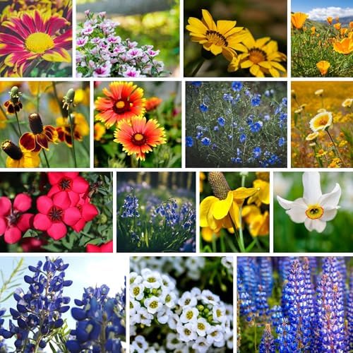 Mountain Valley Seed Co Southwestern Wildflower Seed 1/4 Lb 160,000+ Seeds by MountainValleySeedCompany