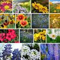 Mountain Valley Seed Co Southwestern Wildflower Seed 1/4 Lb 160,000+ Seeds by MountainValleySeedCompany