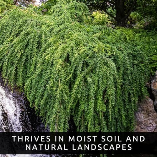 Waterfall Willow Tree Cuttings to Grow (2 Cuttings) – Live Weeping Willow Starts for Planting – Fast Growing Ornamental Landscape Tree – Easy to Root Hardwood Cuttings - Image 5