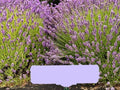 Greenwood Nursery: Live Perennial Plants - Royal Velvet Lavender + Lavandula Angustifolia - [Qty: 1x Pint Pot] - (Click for Other Available Plants/Quantities) by GreenwoodNursery