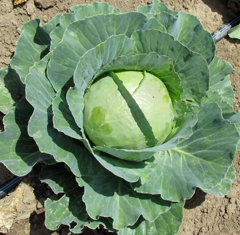 Copenhagen Market Cabbage Select: 200-1000 - 4000 Seeds Early 4-5 lbs Grow Your own Coleslaw & Sauerkraut! (4000 Seeds) - Image 2