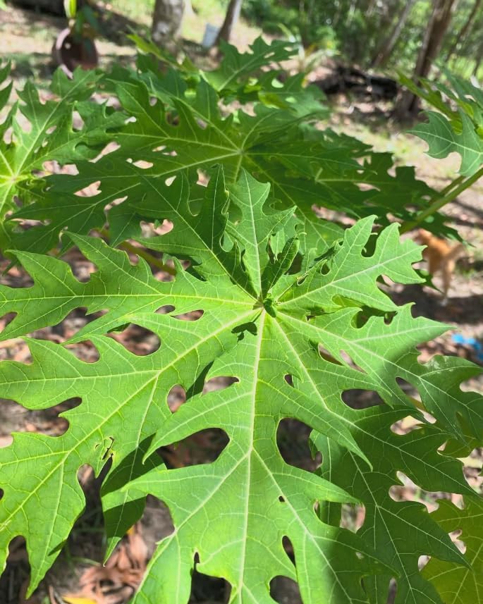 Red Lady Dwarf Papaya Live Tree – Carica Papaya – Tropical Fruit Plant – 1–2 Ft Tall – Sweet Papaya Tree – Exotic Garden & Container Plant - Image 6