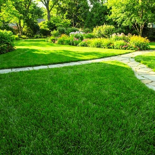 80000 Zoysia Grass Seeds for Lawn, Emerald Zoysia Grass Seed - Image 6
