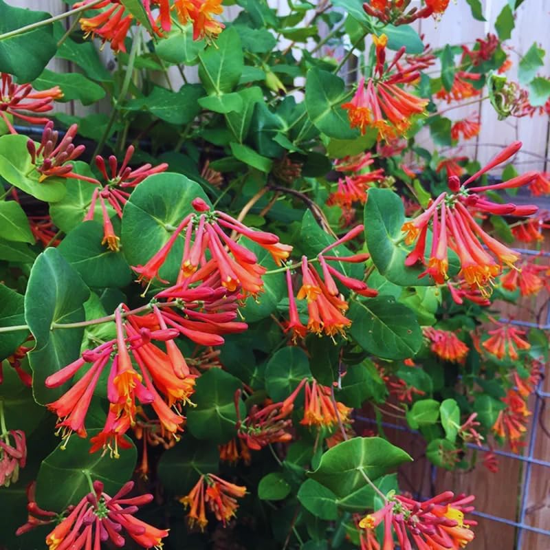 Honeysuckle Bush Live Plant, 5-10 Inch Tall - Image 2
