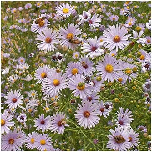 Everwilde Farms - 500 Smooth Blue Aster Native Wildflower Seeds - Gold Vault Seed Packet - Image 4