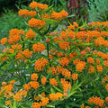 Butterfly Milkweed Live Plants, 4-8 Inches Tall, 4 Inch Pots, Set of 2 by Unknown