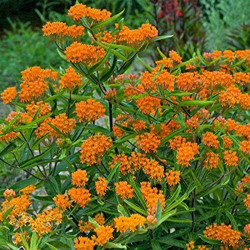 Butterfly Milkweed Live Plants, 4-8 Inches Tall, 4 Inch Pots, Set of 2 by Unknown
