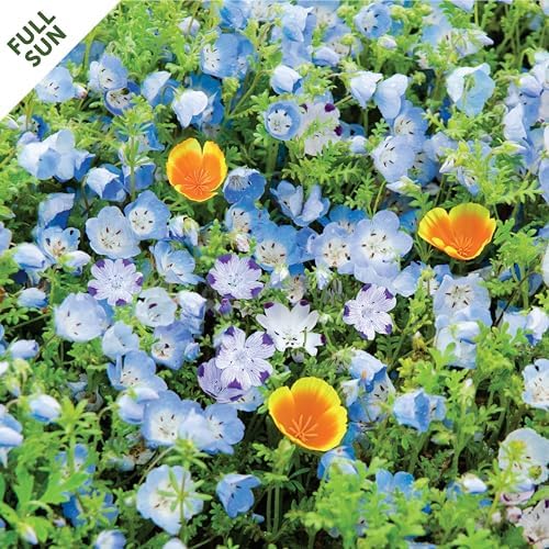 Seed Mat - Easy to Plant and Grow Garden Seeds - Creates Fragrant, Vibrant Flower Garden (BloomScape Floral Ground Cover Blend - 1 mat) - Image 2