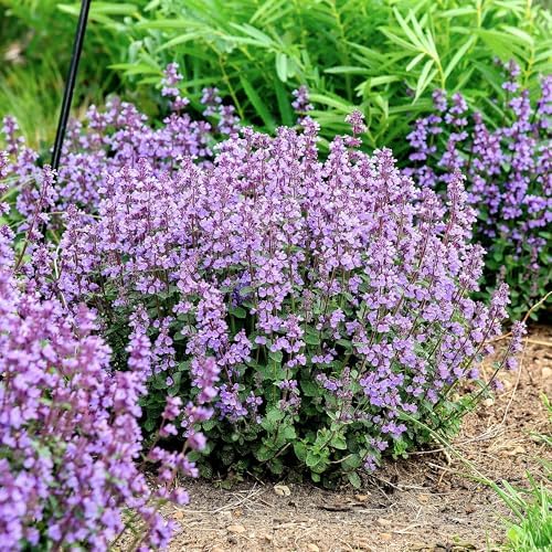 Nepeta 'Cat's Pajamas', Proven Winners, flowering plant, Cnt Sz: 4.5" - Image 6