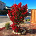 Red Crape Myrtle Tree - 6-12" Tall Live Plant - Quart Pot by Unknown