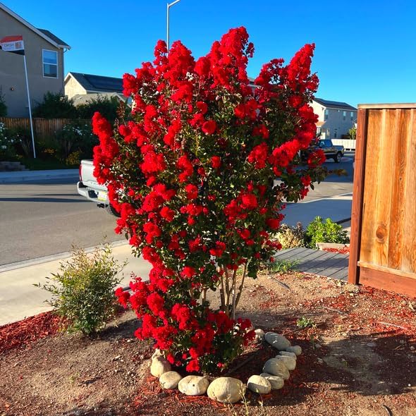 Red Crape Myrtle Tree - 6-12" Tall Live Plant - Quart Pot by Unknown