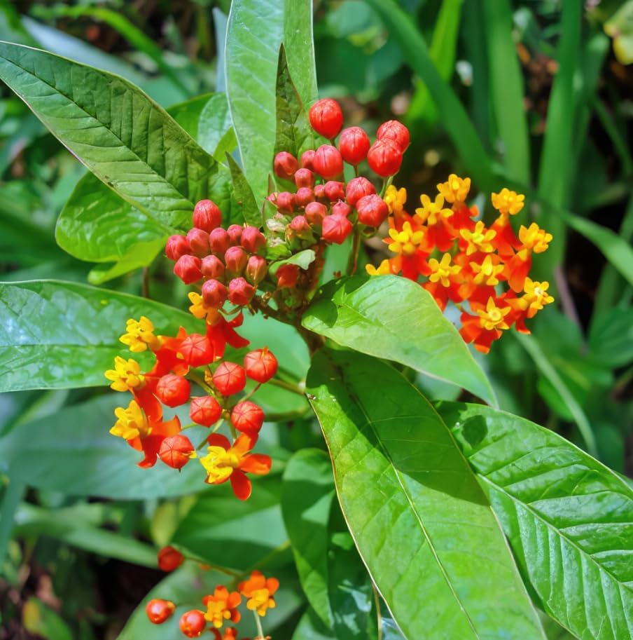 2 Tropical Milkweed Live Plants 4-7 Inches, Asclepias Butterfly Milkweeds - Image 6