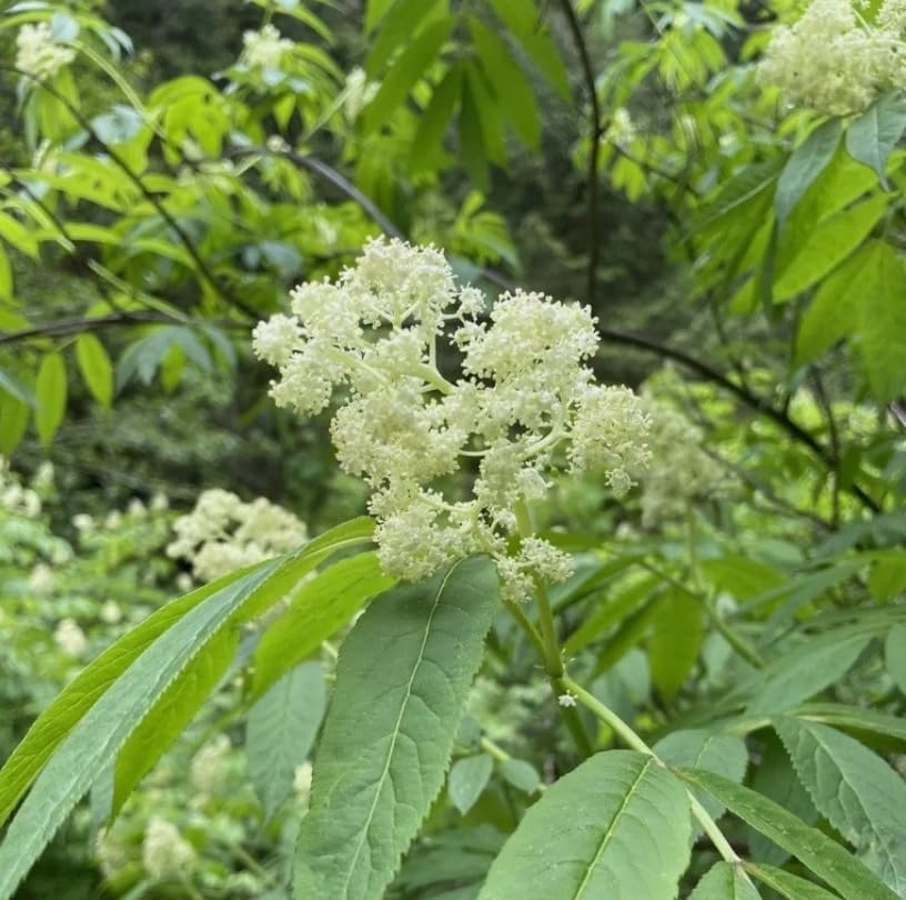 Live Scarlet Elderberry Plant American Elderberries Bush Sweet Berries Tree Red Sambucus Elderberry Plant 5-8" Tall 4" Pot - Image 7