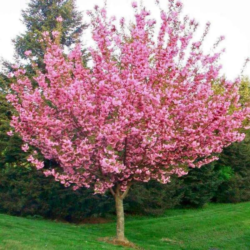 Kwanzan Cherry Blossom Tree Plant Live, Bloom Tree, 2.5 Inch Pot - Image 3