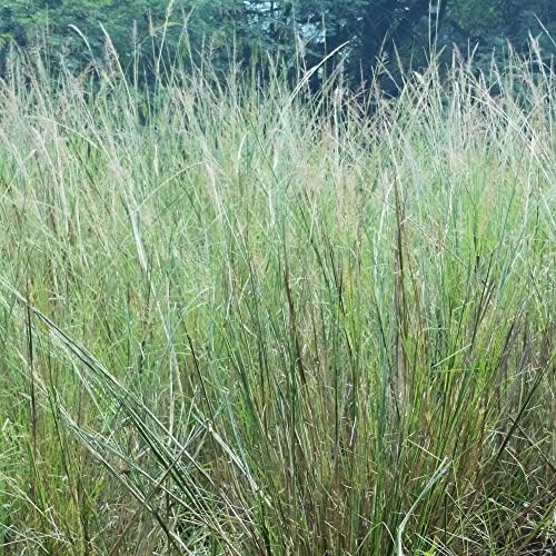 Outsidepride Indian Native Grass Seed - 1 lb. Perennial, Low Maintenance, Drought-Tolerant Prairie Grass Seed for Wildlife Habitat, Livestock Forage, Ornamental Landscaping & Erosion Control - Image 6