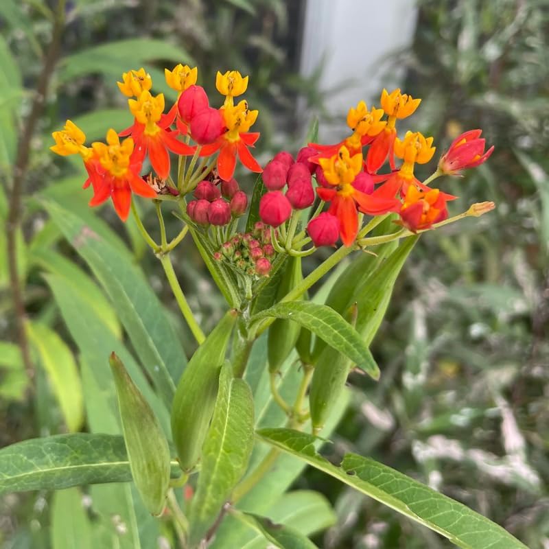 2 Red Milkweed Live Plants, 4–6 Inches Tall, Tropical Flowering Plant - Image 3