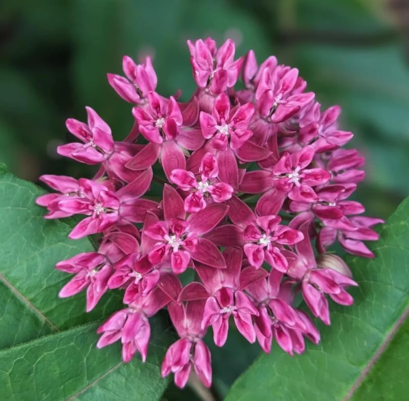 2 Purple Milkweed Live Plants, Colorful Perennial Garden Plants for Outdoor Garden 4-6 Inch Tall - Image 5