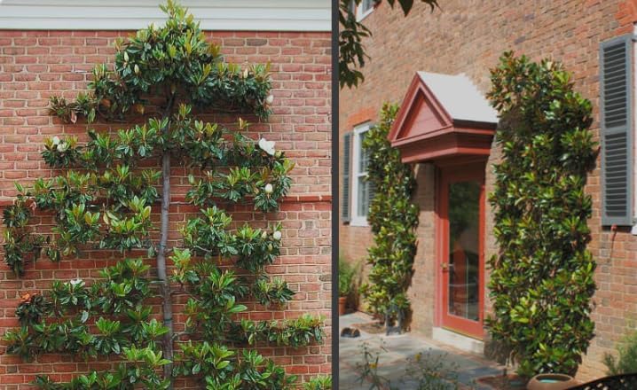 Magnolia grandiflora ‘Kay Parris’ Live Tree – Dwarf Southern Magnolia – Fragrant White Flowers – Evergreen Ornamental Tree – 1–2 Ft Tall Plant - Image 4