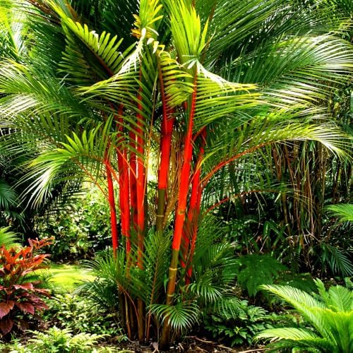 Premium Lipstick Palm Tree Seeds – 10 Seeds – Palm Tree Seeds for Planting (Cyrtostachys Renda) Tropical Red Trunk Ornamental Palm for Outdoor Growing & Containers - Image 6