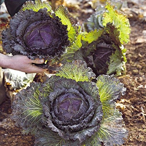 Cabbage 'January King No 3'- French Heirloom - Cold-Hardy - Crisp and Crunchy!! (25 - Seeds) - Image 7