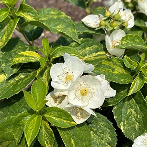 Proven Winners Illuminati Sparks Mockorange, Live Flowering Shrub, 3 Gallon - Image 4