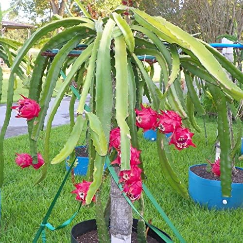 Dragon Fruit Tree - Live Plant in a 4 Inch Pot - Hylocereous Undatus - Edible Tropical Fruit Plant from Florida - Image 2