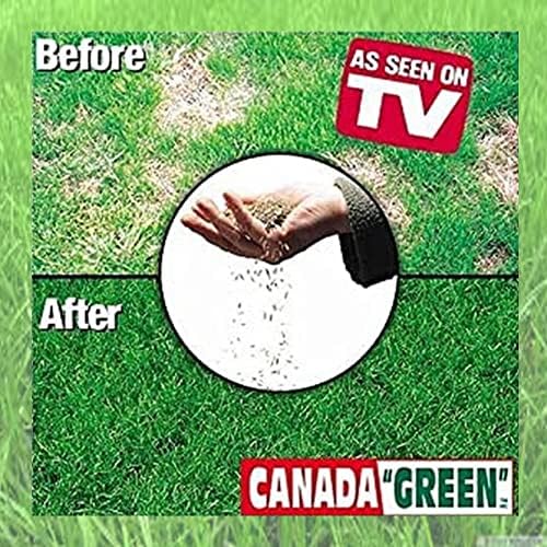 Canada Green Grass Lawn Seed - Grows Healthy Rich Green Grass Lawn Seed Plants Yard Garden 2 Pound Bag - Image 4