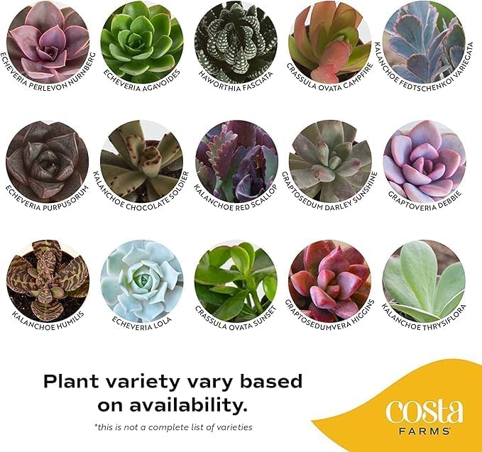 Costa Farms Mini Succulents, Live Indoor Plant, Easy Care, Home Decor - Image 3