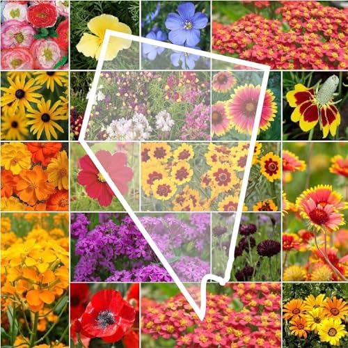 Eden Brothers Nevada Wildflower Mixed Seeds for Planting, 1 lb by EdenBrothers
