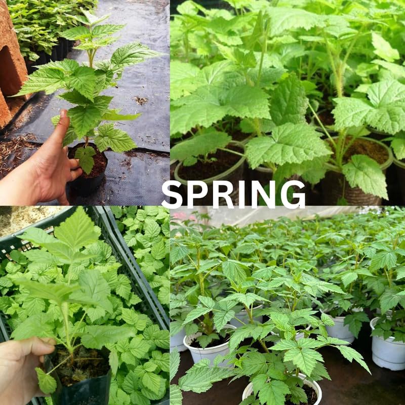 Raspberry Plant Live, Backyard Berry Bush Plant, 5-9 Inch Tall - Image 2
