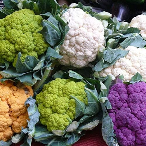 Seeds Cauliflower Cabbage Mix Non GMO Vegetable for Planting - Image 7