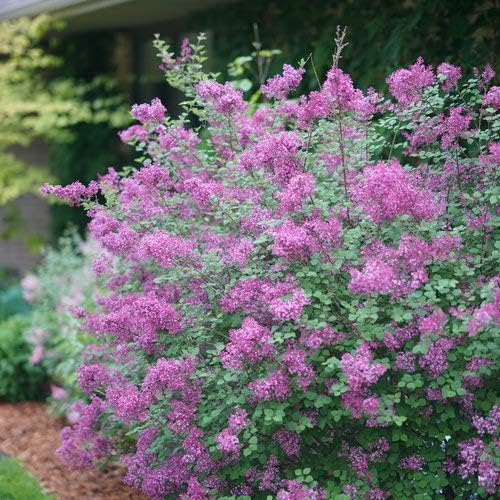 Proven Winners - Syringa x Bloomerang Dark Purple (Reblooming Lilac) Shrub, dark purple flowers, #3 - Size Container - Image 5