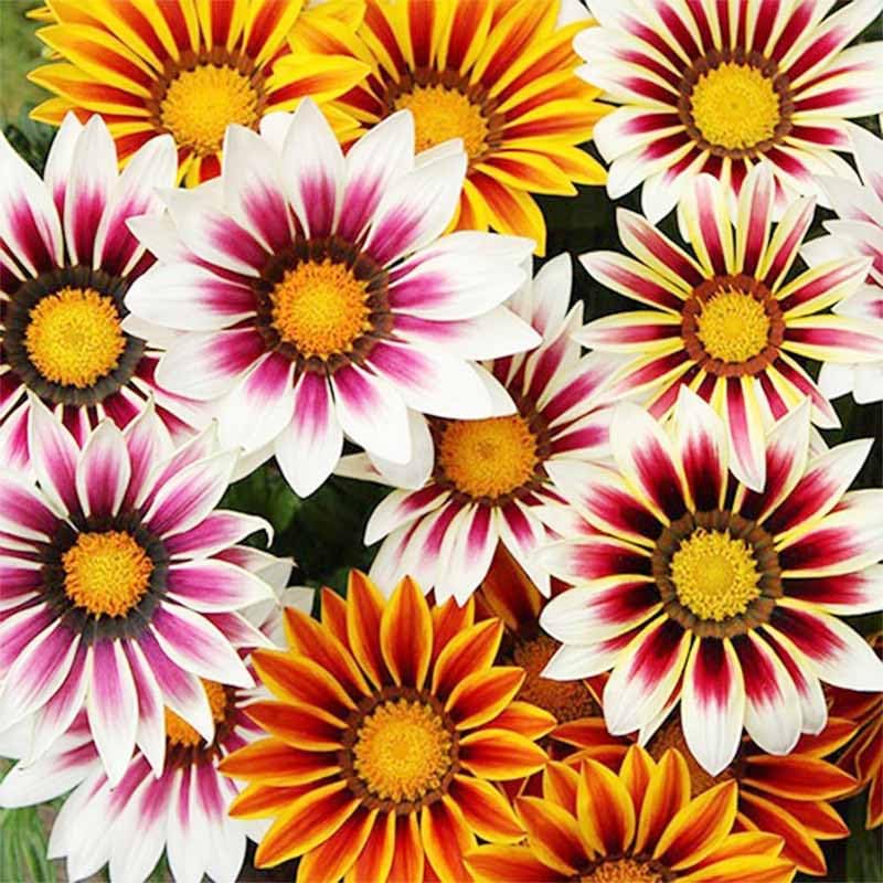 300+ Perennial Gazania Rigens Flower Seeds for Planting - Drought-Tolerant Ground Cover, Ideal for Rock Gardens & Borders, Attracts Pollinators, Low-Maintenance - Image 5