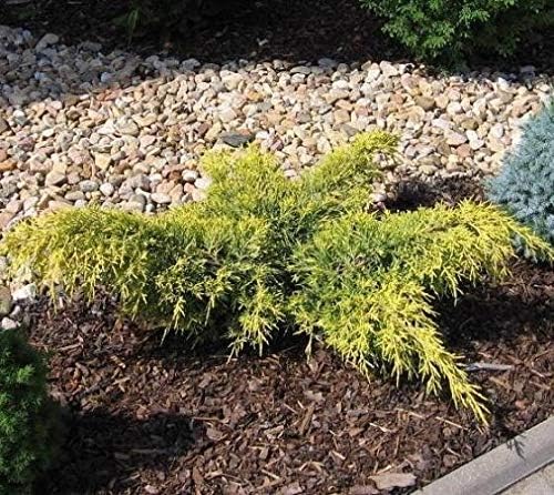 Gold Lace Juniper - 10 Live Plants - Juniperus Chinensis - Evergreen Groundcover - Image 4