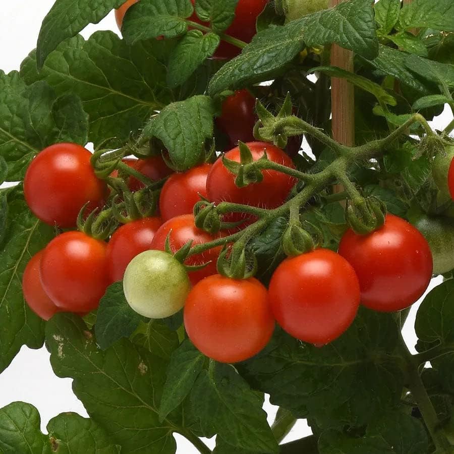 Park Seed Cherry Tomato Seeds, Planting Vegetables, Easy to Grow, Non-GMO, Variety of Colors and Sizes, Spring Garden, Kitchen Minis Siam, Pack of 10 by ParkSeed