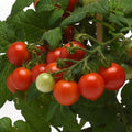 Park Seed Cherry Tomato Seeds, Planting Vegetables, Easy to Grow, Non-GMO, Variety of Colors and Sizes, Spring Garden, Kitchen Minis Siam, Pack of 10 by ParkSeed