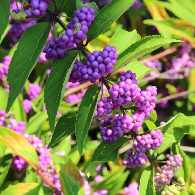 2 American Beautyberry Bush Live Plants, Berry Plant, 5-9 Inch Tall - Image 4