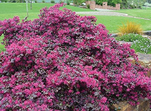 Plum Delight Loropetalum (Chinese Fringe) - Live Plant - (1 QT) - Image 2