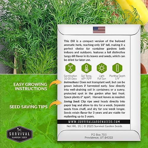 Compact Dill Seeds for Planting – Dwarf Herb Variety (2 Packs) - Image 2