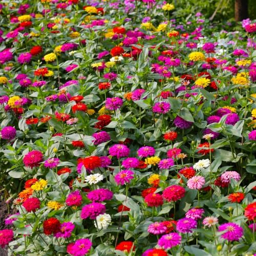 50+ Zinnia Seeds for Planting - Heirloom Non-GMO - Image 4