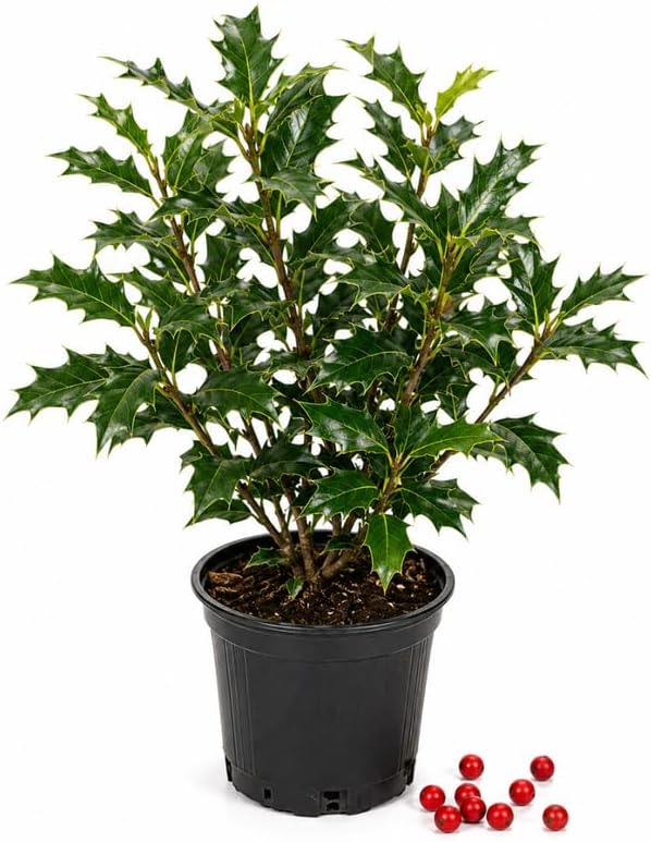 Live Holly Plant, Oak Leaf Holly Plant 6-12" Tall in 4" Pot, Low Maintenance Evergreen Shrub, Live Evergreen Plant for Outdoor Landscape by GINGERGLOW